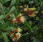 : - Psittacanthus cucullaris