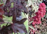 Rhizinus - Ricinus communis