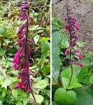 : - Salvia carnea