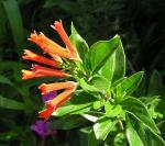 : - Bouvardia ternifolia