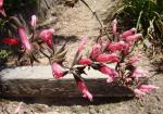 : - Salvia karwinskii