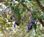 :-Salvia semiatrata