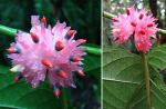 : - Siparuna pauciflora