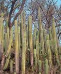 : - Stenocereus aragonii