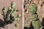 : - Opuntia articulata