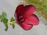 : - Tibouchina grossa