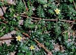 Erd-Burzeldorn - Tribulus terrestris