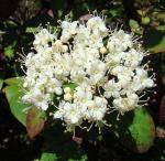 : - Viburnum costaricanum
