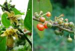 : - Witheringia solanacea