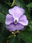 : - Brunfelsia grandiflora
