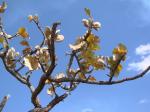 : - Aspidosperma macrocarpon