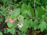Silbrige Ayahuasca-Liane
- Banisteriopsis muricata