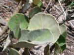 :-Begonia grisea