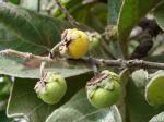 : - Byrsonima verbascifolia