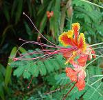 Pfauenstrauch - Caesalpinia pulcherrima