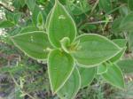 : - Clidemia rubra