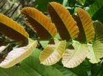 :-Cupania vernalis