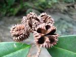 : - Esenbeckia grandiflora