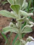 : - Hybanthus calceolaria
