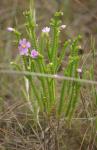 : - Lavoisiera phyllocalycina
