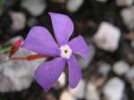 : - Mandevilla tenuifolia
