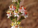 : - Marcetia taxifolia