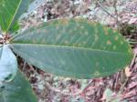 : - Miconia elegans