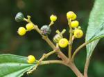: - Miconia sellowiana