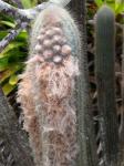 : - Micranthocereus purpureus
