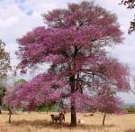 : - Physocalymma scaberrimum