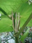 : - Piper umbellatum