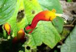 : - Centropogon granulosus
