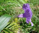 : - Ruellia simplex