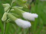 : - Salvia tomentella