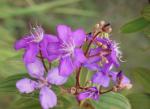: - Tibouchina stenocarpa