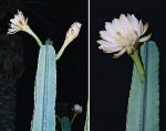 Lady der Nacht - Cereus hexagonus