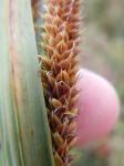 : - Carex nebrascensis