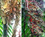 Pacaya-Palme-Chamaedorea tepejilote