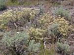 : - Eriogonum umbellatum var. majus