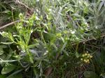 Acker-Steinsame
- Lithospermum arvense