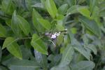 : - Clerodendrum inerme