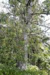 : - Agathis macrophylla