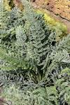 : - Asplenium thunbergii
