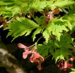 Japanischer Ahorn - Acer japonicum