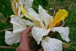 : - Baikiaea insignis