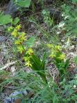 :-Calanthe tricarinata