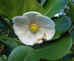 : - Clusia rosea