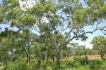 : - Corymbia bella