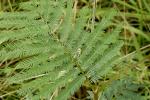 : - Acacia parramattensis