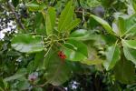 : - Calophyllum inophyllum
